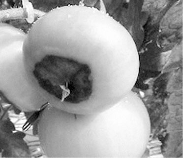 Иллюстрация к книге — Секреты раннего урожая. Все о парниках, теплицах и подготовке семян [i_118.jpg]