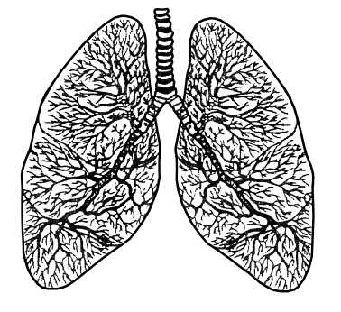 Иллюстрация к книге — Парадоксальное дыхание для начинающих [i_010.jpg]