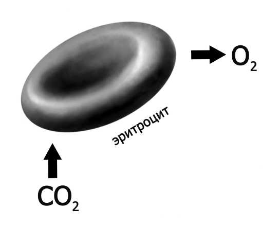 Иллюстрация к книге — Парадоксальное дыхание для начинающих [i_017.jpg]
