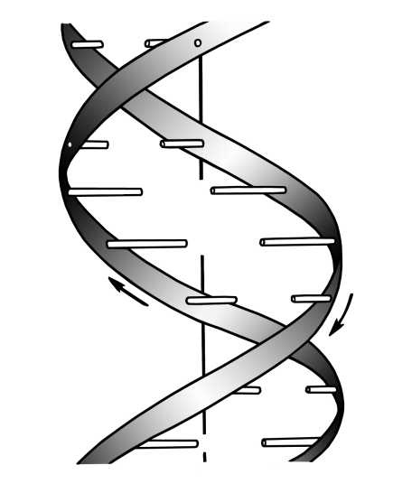 Иллюстрация к книге — Парадоксальное дыхание для начинающих [i_022.jpg]