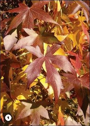 Иллюстрация к книге — История леса. Взгляд из Германии [i_001.jpg]