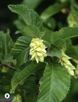 Иллюстрация к книге — История леса. Взгляд из Германии [i_002.jpg]