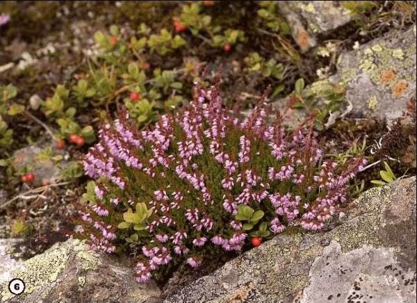 Иллюстрация к книге — История леса. Взгляд из Германии [i_006.jpg]