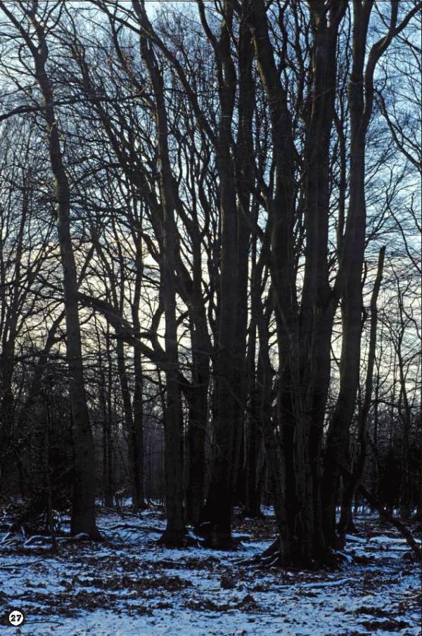 Иллюстрация к книге — История леса. Взгляд из Германии [i_027.jpg]