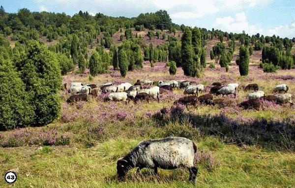 Иллюстрация к книге — История леса. Взгляд из Германии [i_043.jpg]