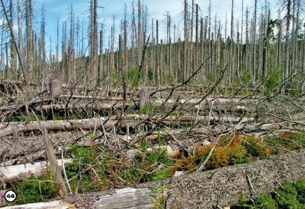 Иллюстрация к книге — История леса. Взгляд из Германии [i_044.jpg]