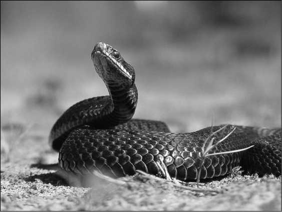 Иллюстрация к книге — Тупики психоанализа. Роковая ошибка Фрейда [i_038.jpg]