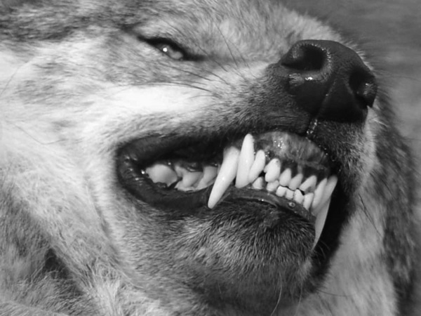 Иллюстрация к книге — Тупики психоанализа. Роковая ошибка Фрейда [i_055.jpg]