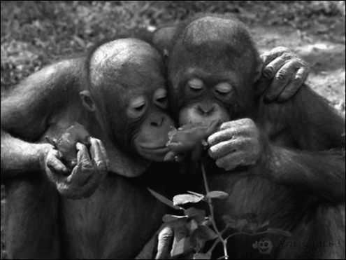 Иллюстрация к книге — Тупики психоанализа. Роковая ошибка Фрейда [i_067.jpg]