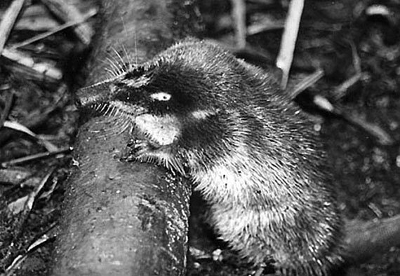 Иллюстрация к книге — 100 великих сокровищ России [i_101.jpg]