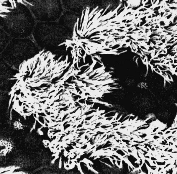 Иллюстрация к книге — 100 великих тайн человека [i_064.jpg]