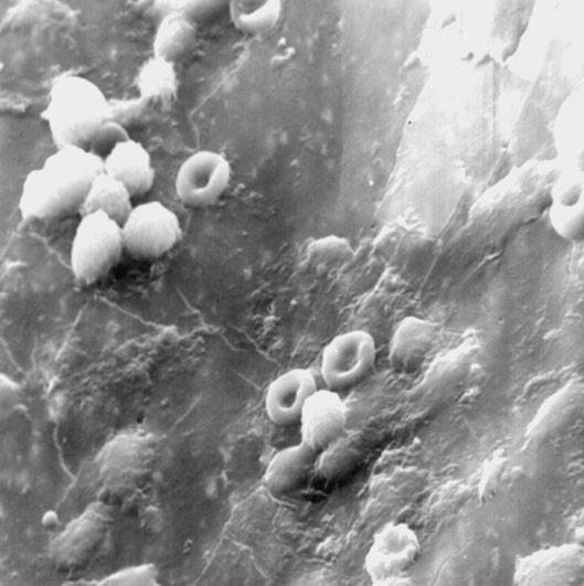 Иллюстрация к книге — 100 великих тайн человека [i_074.jpg]