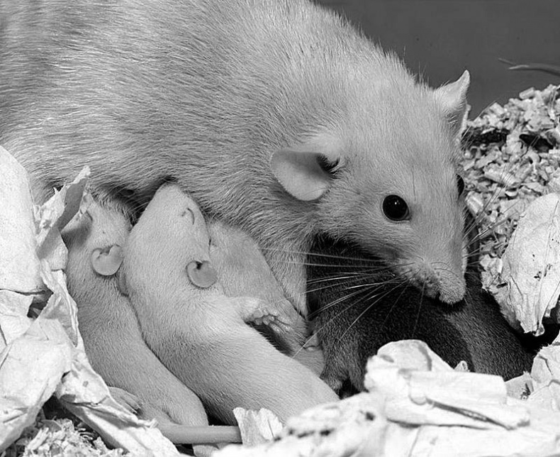 Иллюстрация к книге — 100 великих тайн сознания [i_007.jpg]