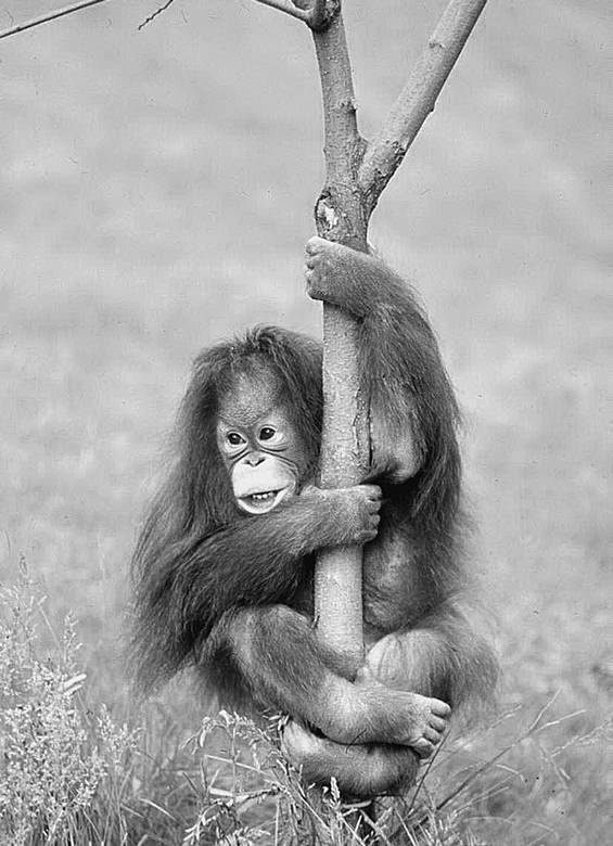 Иллюстрация к книге — 100 великих тайн сознания [i_017.jpg]