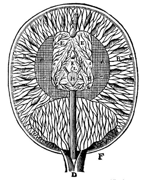 Иллюстрация к книге — 100 великих тайн сознания [i_019.jpg]