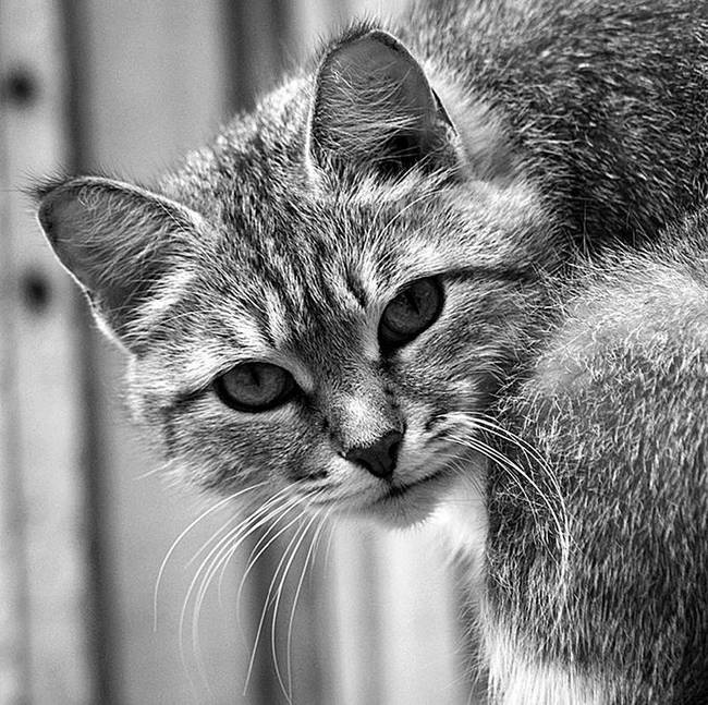 Иллюстрация к книге — 100 великих тайн сознания [i_075.jpg]