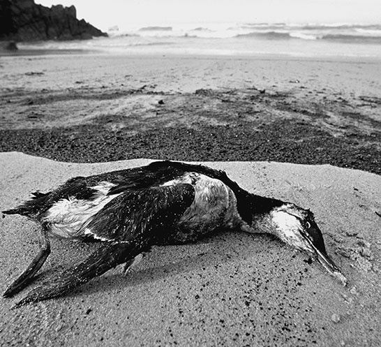 Иллюстрация к книге — 500 великих катастроф [i_296.jpg]