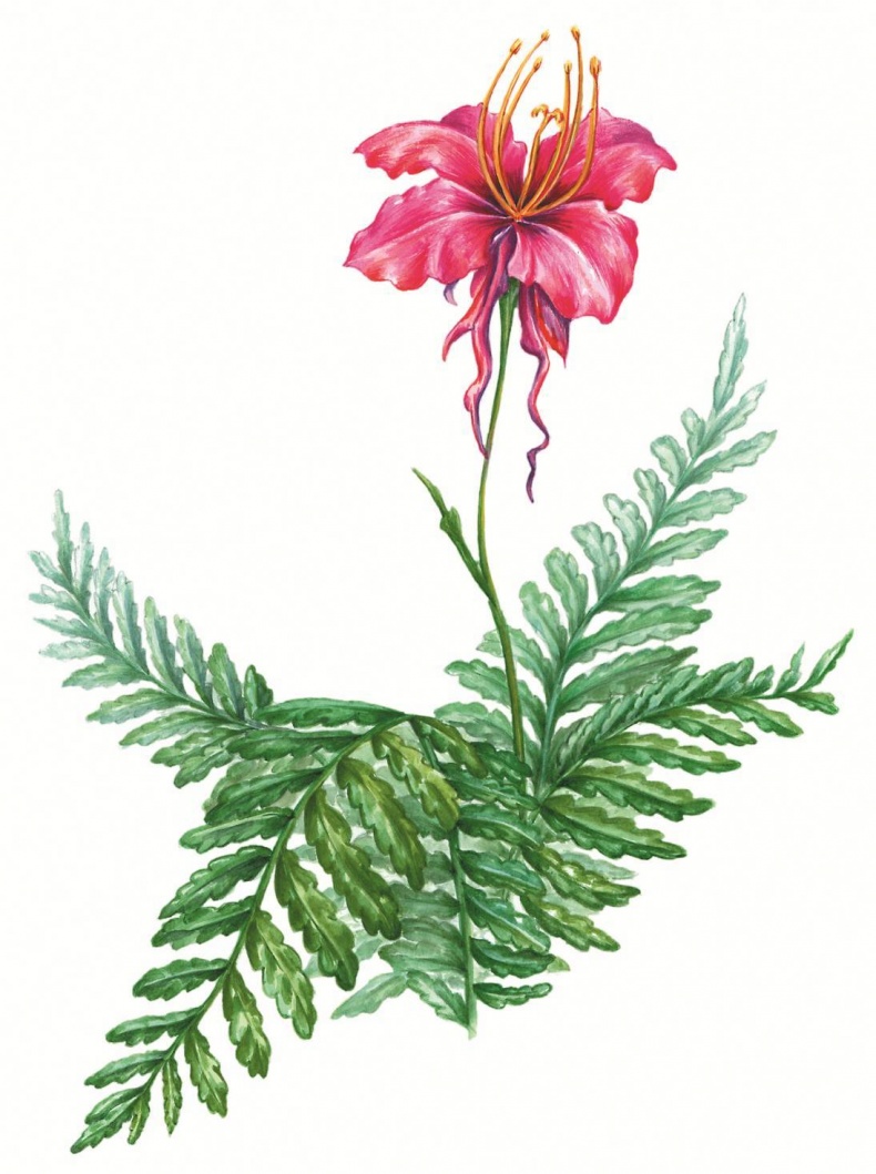 Иллюстрация к книге — Загадочные существа [i_009.jpg]