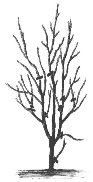 Иллюстрация к книге — Слива, терн, алыча... Сорта, выращивание, календарь садовых работ [i_004.jpg]