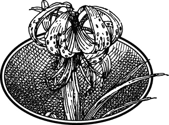 Иллюстрация к книге — Английская лаванда [_007.jpg]