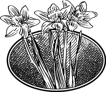 Иллюстрация к книге — Английская лаванда [_088.jpg]