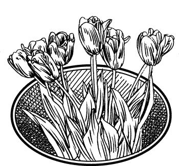 Иллюстрация к книге — Английская лаванда [_120.jpg]