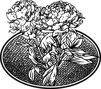 Иллюстрация к книге — Английская лаванда [_130.jpg]