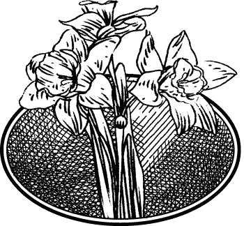 Иллюстрация к книге — Английская лаванда [_138.jpg]