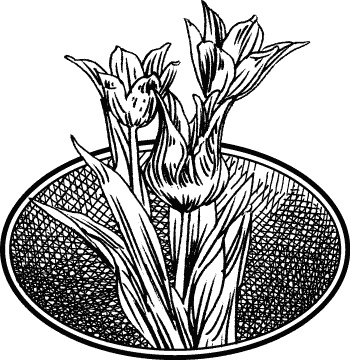 Иллюстрация к книге — Английская лаванда [_143.jpg]