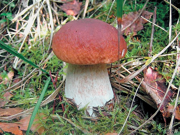 Иллюстрация к книге — Грибы для молодости и красоты [i_003.jpg]