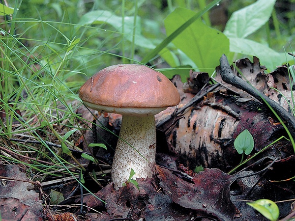 Иллюстрация к книге — Грибы для молодости и красоты [i_007.jpg]