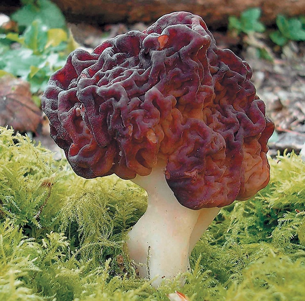 Иллюстрация к книге — Грибы для молодости и красоты [i_010.jpg]