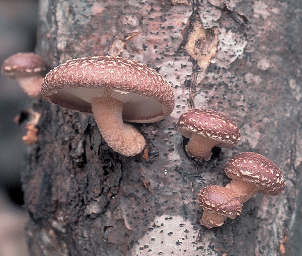 Иллюстрация к книге — Грибы для молодости и красоты [i_012.jpg]