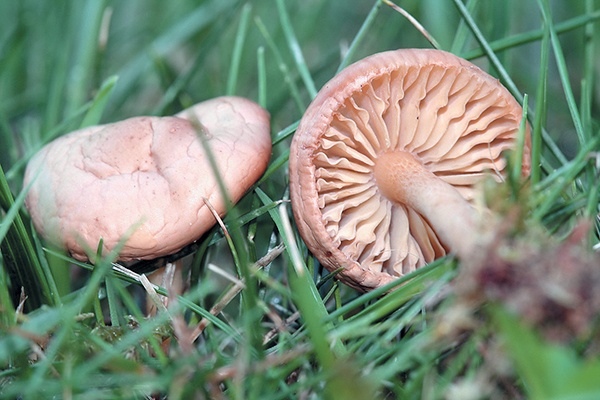 Иллюстрация к книге — Грибы для молодости и красоты [i_013.jpg]