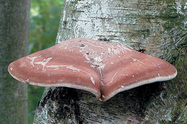 Иллюстрация к книге — Грибы для молодости и красоты [i_015.jpg]