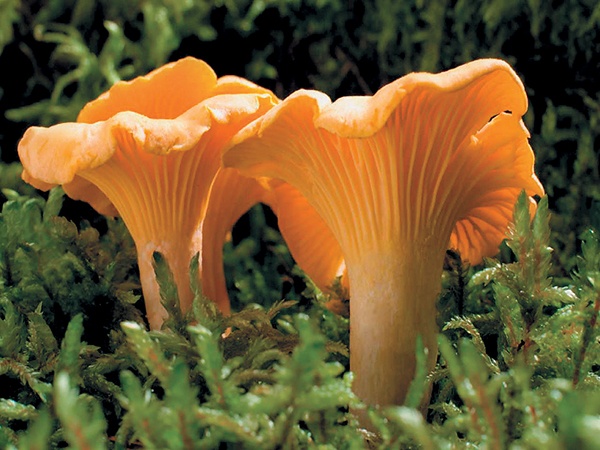 Иллюстрация к книге — Грибы для молодости и красоты [i_016.jpg]