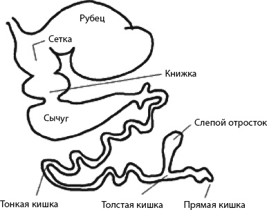 Иллюстрация к книге — Страна коров [_316.jpg]