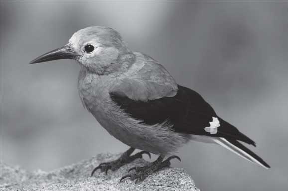 Иллюстрация к книге — Удивительные истории о мозге, или рекорды памяти коноплянки [i_003.jpg]