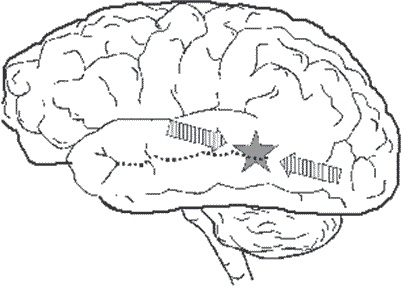 Иллюстрация к книге — Удивительные истории о мозге, или рекорды памяти коноплянки [i_024.jpg]
