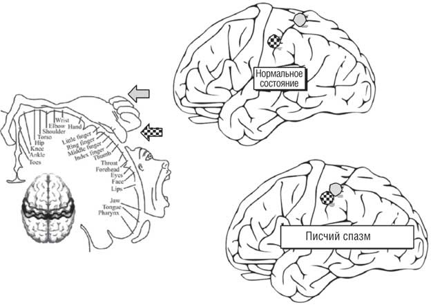 Иллюстрация к книге — Удивительные истории о мозге, или рекорды памяти коноплянки [i_034.jpg]