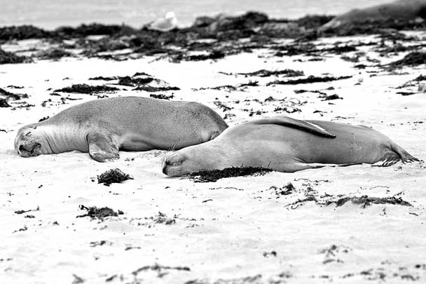 Иллюстрация к книге — Как здорово, когда ребенок здоров! Книга обо всем для думающих родителей [i_001.jpg]