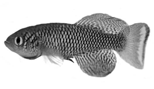 Иллюстрация к книге — Завтра начинается сегодня. Как воспользоваться достижениями anti-age медицины [i_016.jpg]