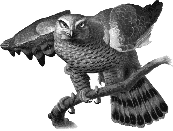 Иллюстрация к книге — &quot;Я&quot; значит &quot;ястреб&quot; [i_002.jpg]