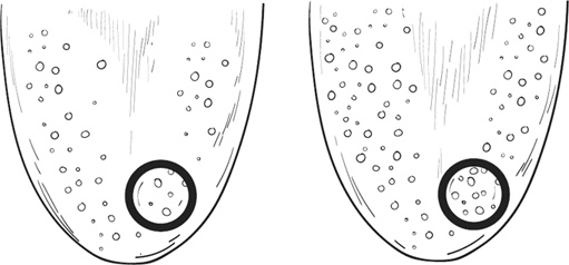 Иллюстрация к книге — Мой лучший друг - желудок. Еда для умных людей [i_001.jpg]