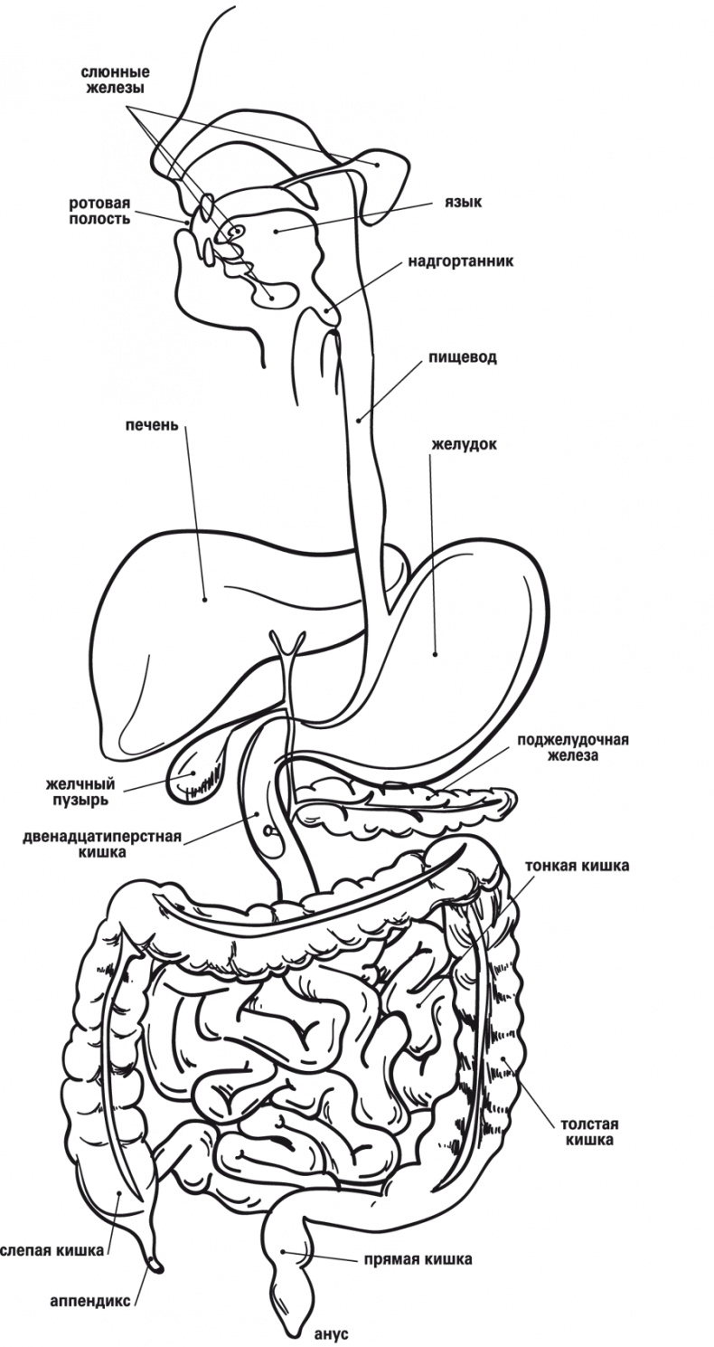 Иллюстрация к книге — Мой лучший друг - желудок. Еда для умных людей [i_002.jpg]