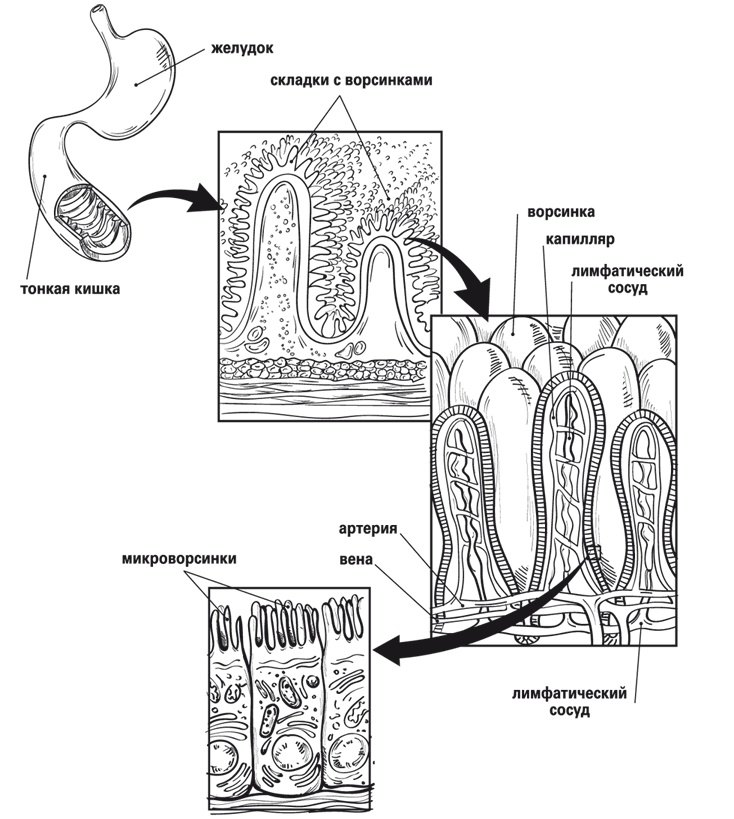 Иллюстрация к книге — Мой лучший друг - желудок. Еда для умных людей [i_003.jpg]