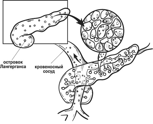 Иллюстрация к книге — Мой лучший друг - желудок. Еда для умных людей [i_006.jpg]