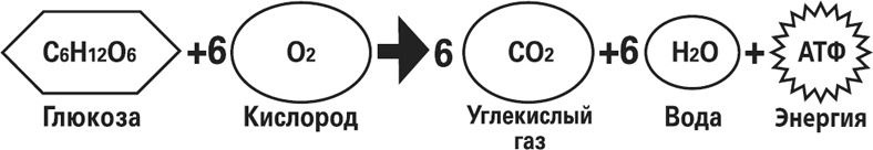 Иллюстрация к книге — Мой лучший друг - желудок. Еда для умных людей [i_013.jpg]