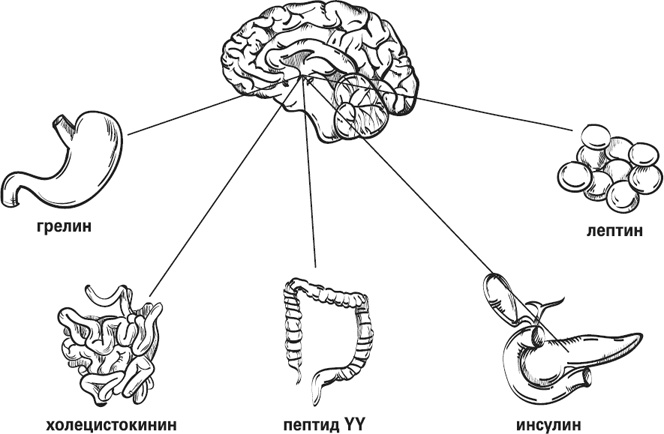 Иллюстрация к книге — Мой лучший друг - желудок. Еда для умных людей [i_015.jpg]