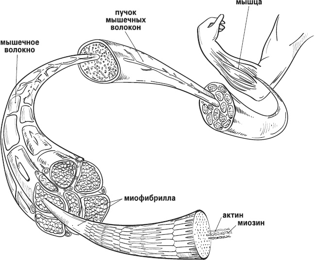 Иллюстрация к книге — Мой лучший друг - желудок. Еда для умных людей [i_036.jpg]